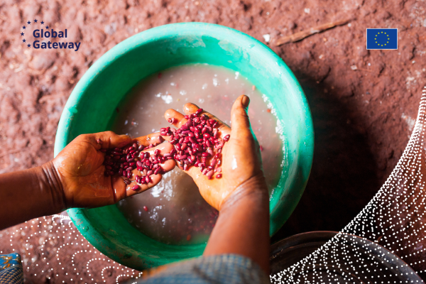 Washing beans in water